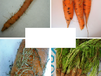 Daucus carota L.